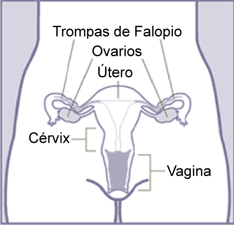 óvulos para candidiasis aparato genital femenino